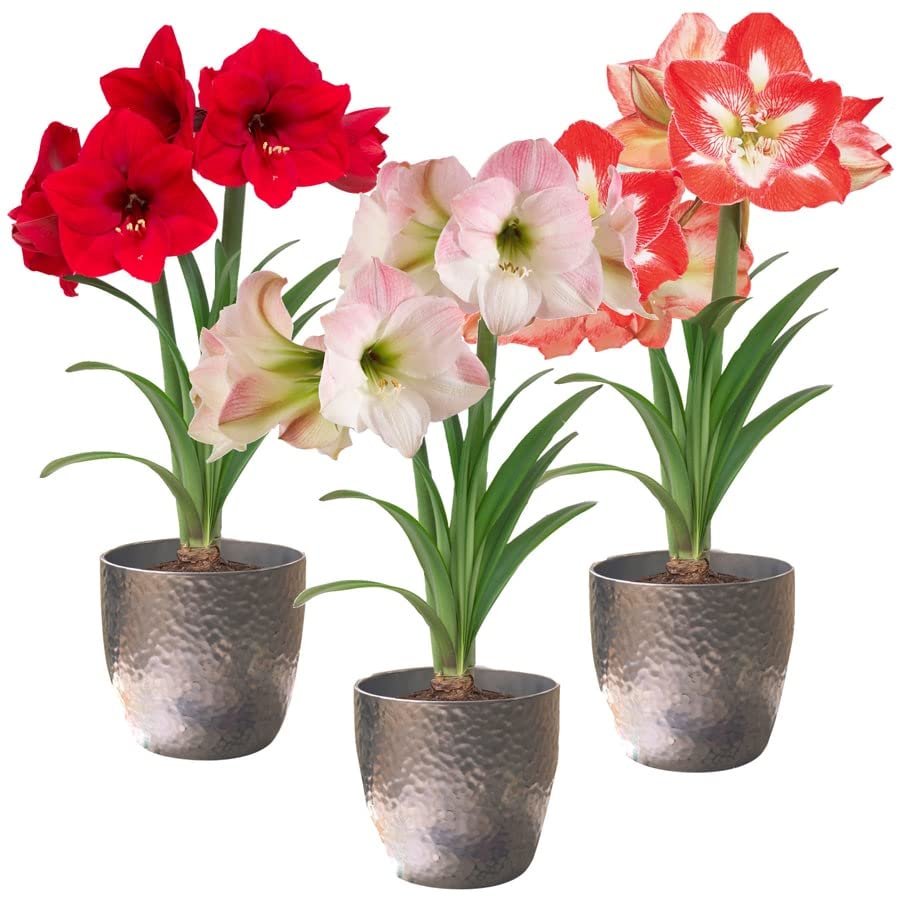 gewachste amaryllis Test auf VVWN vvwn.de