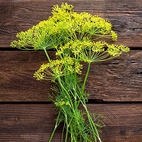 Generic Dill Samen Mehrjährig Winterhart 1000pcs
