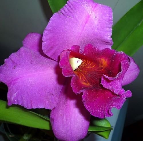Miniatura 8 de Risalana Hawaiian Cattleya Orchid Plant 2" Pot ~ Grow Hawaii