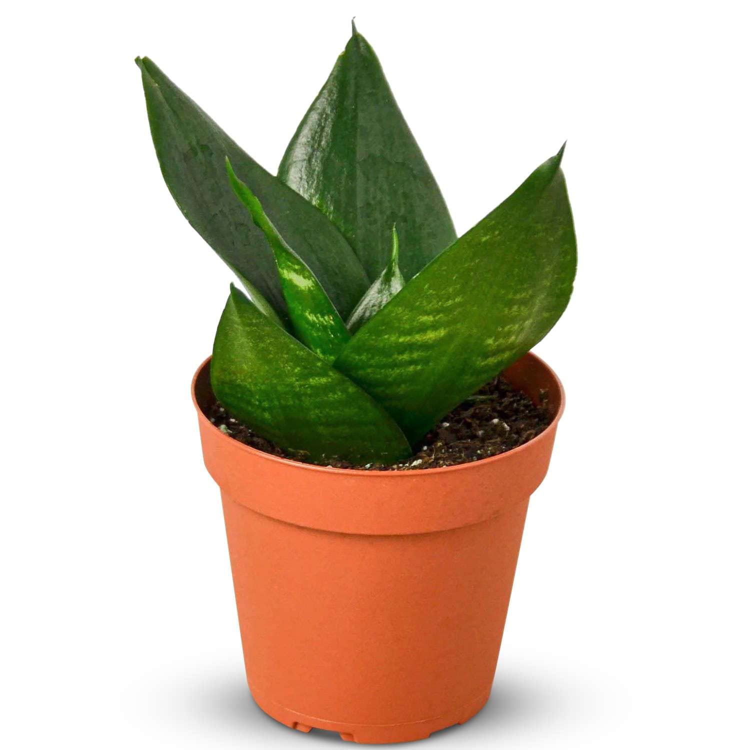 Thirsty Leaves Snake Plant Jade