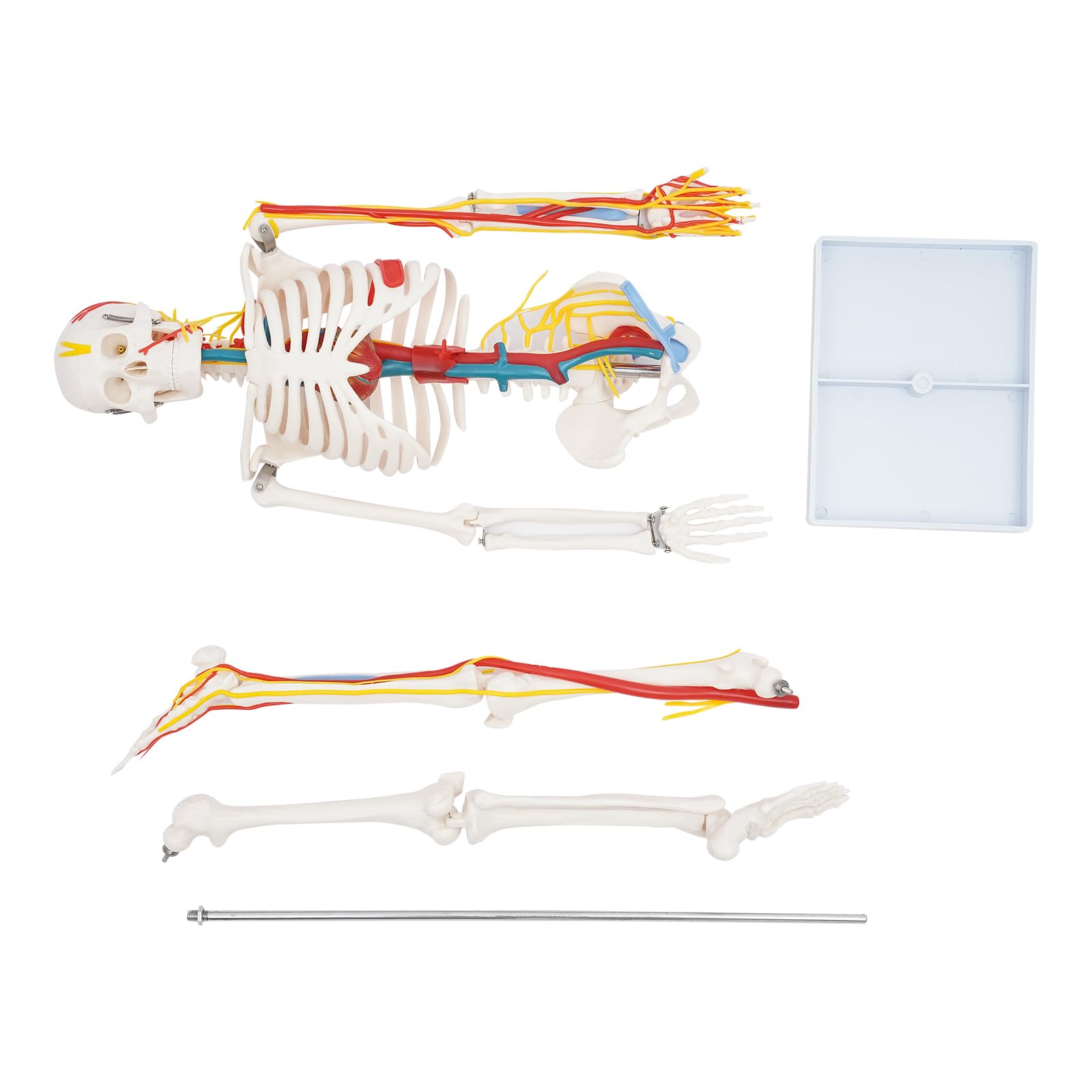 Modello scheletro anatomico, 85 cm, modello in PVC a grandezza naturale, per l'istruzione | Modello scheletro umano, materiale PVC di alta qualità, bianco, autoportante, maglie rimovibili, per lezioni e studi
