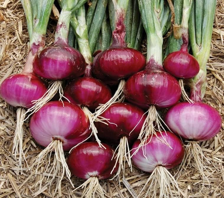 Miniatura 2 de Semillas de cebolla roja para plantar  Más de 500 semillas  Cultiva tu propia comida, hamburguesa con queso y cebollas para ensalada. Fabricado en