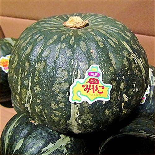 北海道産 かぼちゃ 大浜みやこ 2玉 (共撰/1玉 1.2kg/常温品) JAさっぽろ かぼちゃ カボチャ 南瓜 北海道 札幌 野菜 お取り寄せ