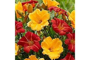Spring Planting Daylily Bulbs Value Bag 2024
