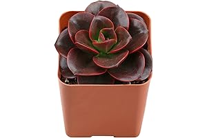 Live Succulent 2" Echeveria Melaco: Unique Plants to Brighten Your Space