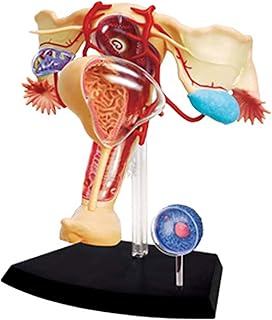 Study Model Educational Model 1:1 Female Reproductive System Organ Anatomy Model Human Organ Anatomical Model for Study Display Teaching Medical Model,Lab Supplies,Medical Models SaiFei