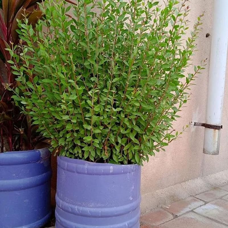 Organic Imported Mehandi Live Plant. Garden Healthy Lawsonia Inermis Plants with Beautiful Pot. Mailanchi For Dry Rare Indian Natural Nursery Gardening Herbal. Pack of 1 (B0D1BNNDG3) Amazon Price History, Amazon Price Tracker