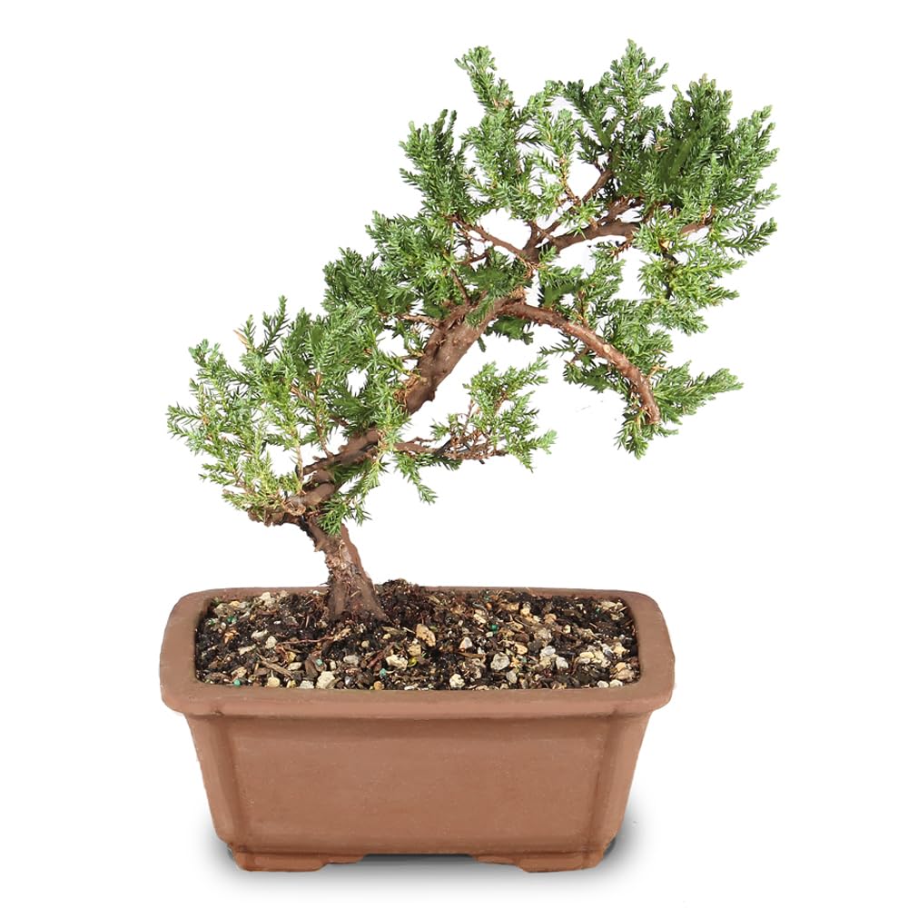 Brussel's Bonsai Green Mound Juniper