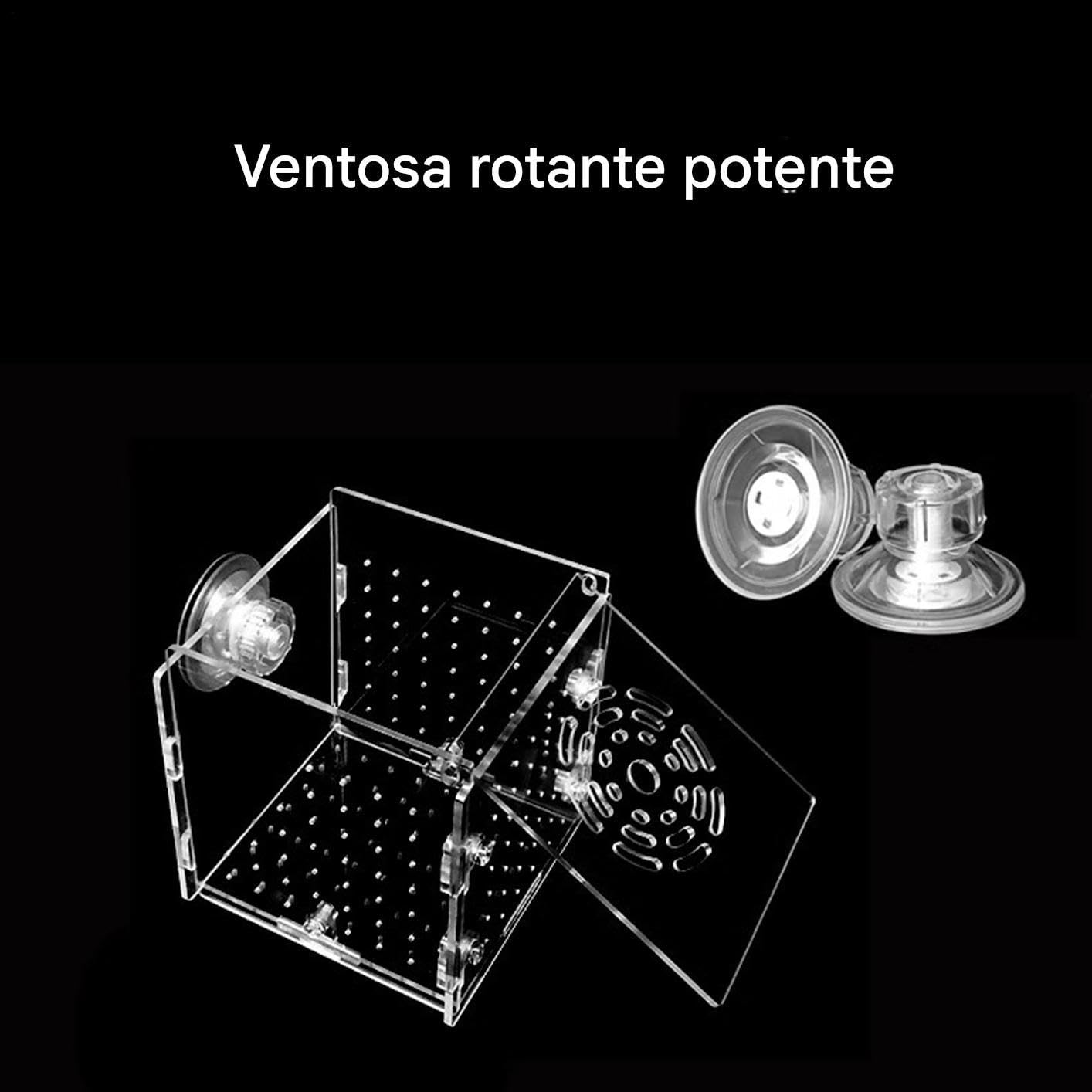 Scatola Isolamento per Vasca Pesci - Vasca Per Acquario In Acrilico Trasparente - Container Stabile per Allevamento di Gamberetti Guppy Pesci Angelo Adattamento e Schiusa