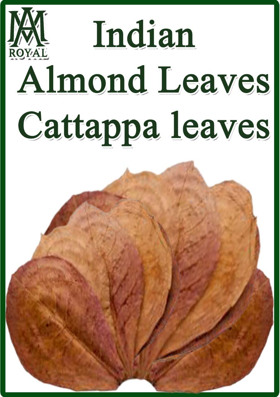 See full amazon price history chart for AM Royal Enterprises, 12 Premium Almond Catappa Leaves from INDIA, 100% Naturally Aged & Sun Dry for Aquarium and Medicinal use AM Royal Enterprises, 12 Premium Almond Catappa Leaves from INDIA, 100% Naturally Aged & Sun Dry for Aquarium and Medicinal use (B07V4WBP4S) Amazon Price History, Amazon Price Tracker