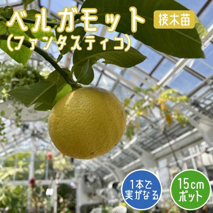 Amazon.co.jp: ベルガモット 苗木 ベルガモット (ファンタスティコ