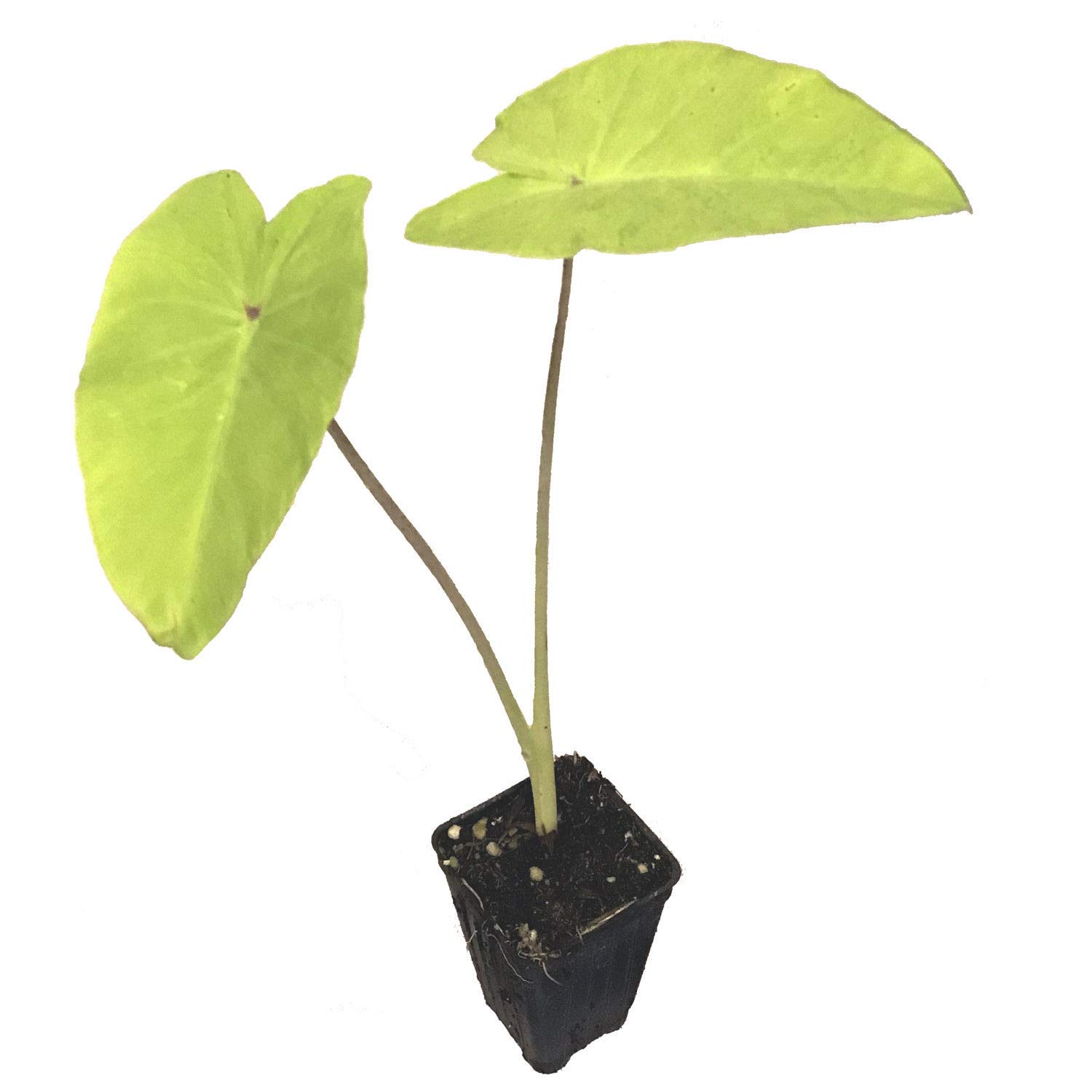 Elena Elephant Ear Colocasia esculenta Live Plant Tropical Garden