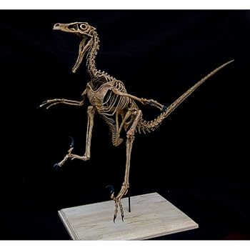 ヴェロキラプトル 骨格モデル No.001 Amazon | 恐竜骨格フィギュア ヴェロキラプトル Velociraptor