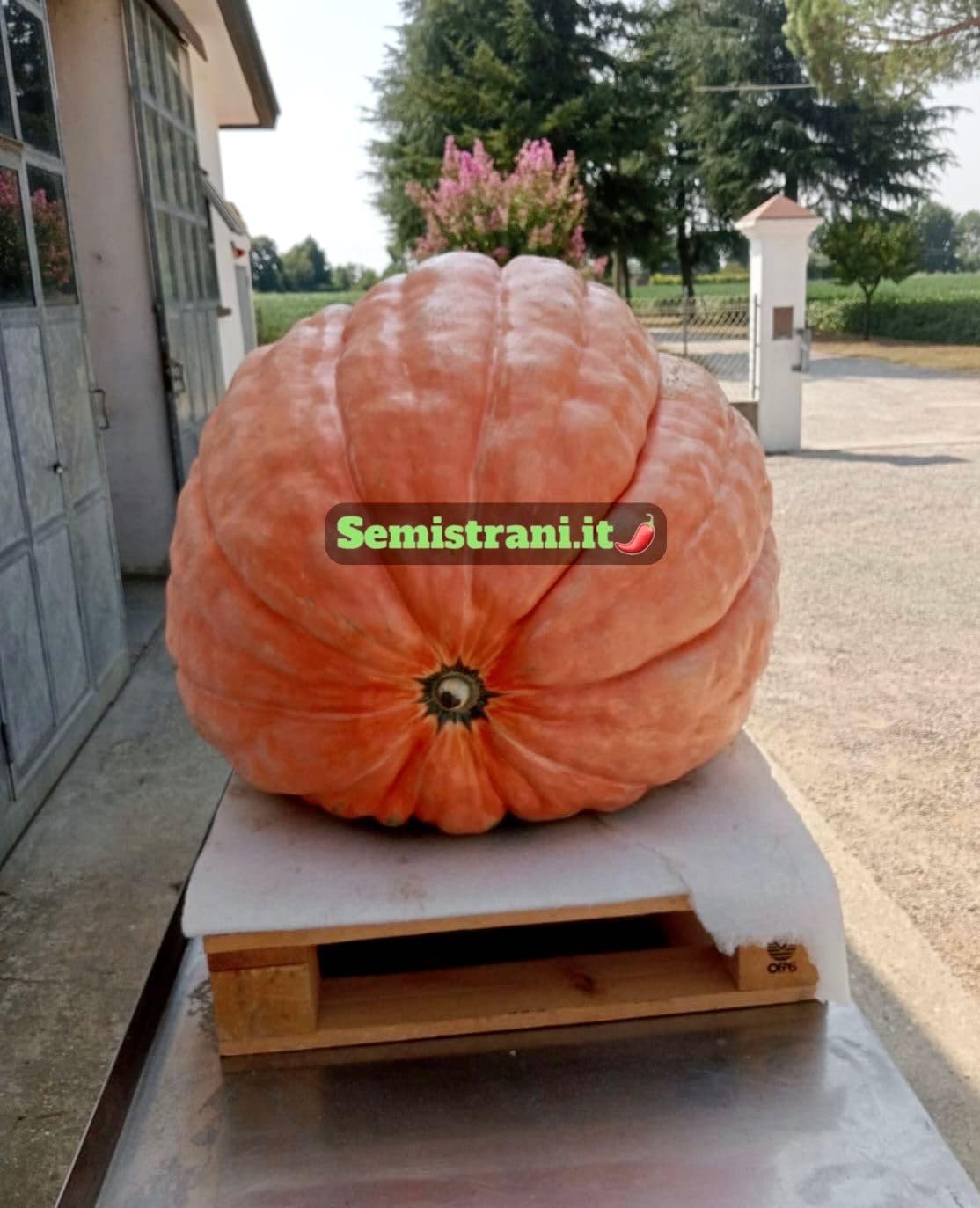 SEMISTRANI.IT - 03 Semi di ZUCCA GIGANTE ATLANTIC GIANT la PIU' GRANDE DEL MONDO con GENETICA da CONCORSO GUINNES DEI PRIMATI + GUIDA COLTIVAZIONE PER PRINCIPIANTI