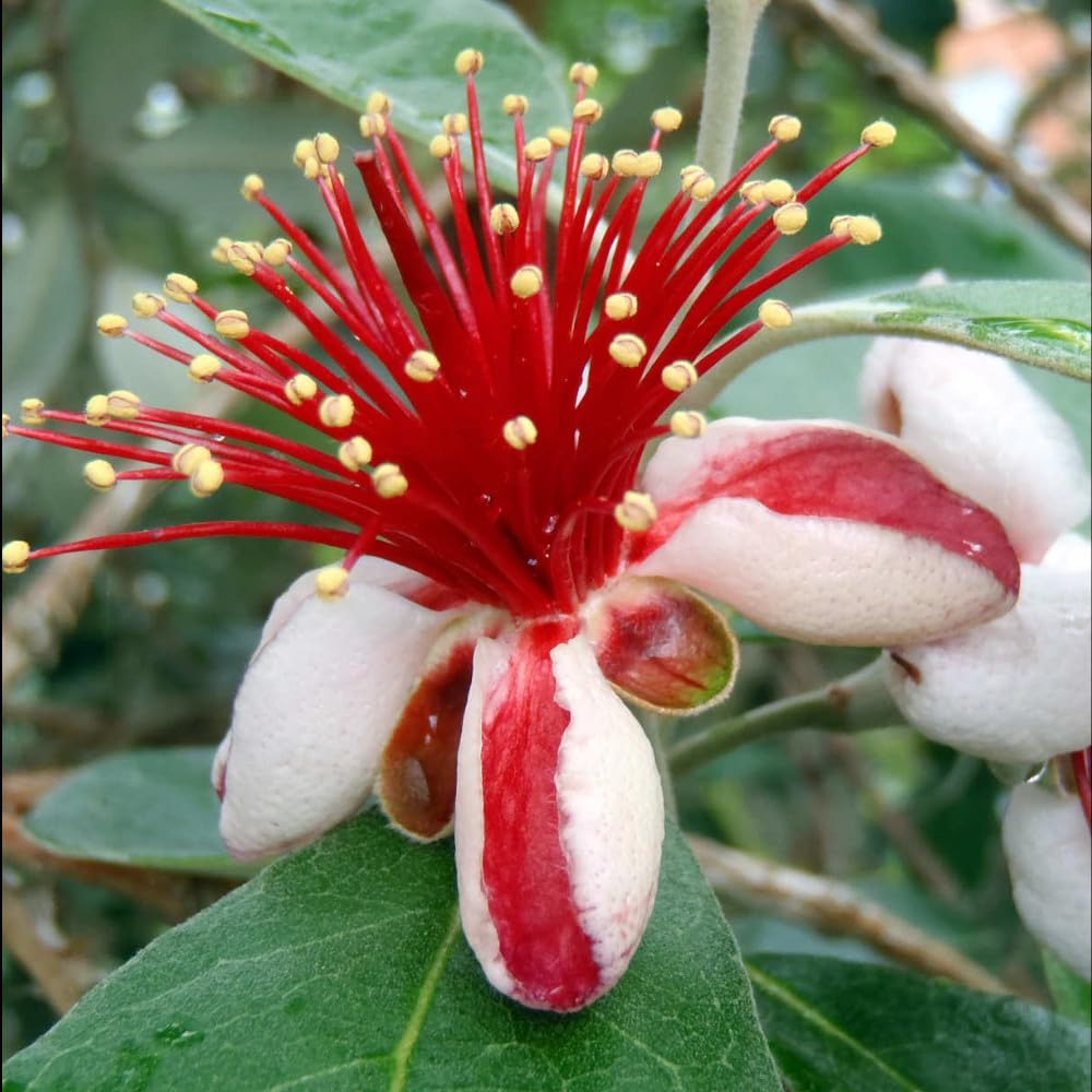 ACCA sellowiana - Pineapple Guava, an Exotic Addition to Your Garden 1 x 9cm Pot