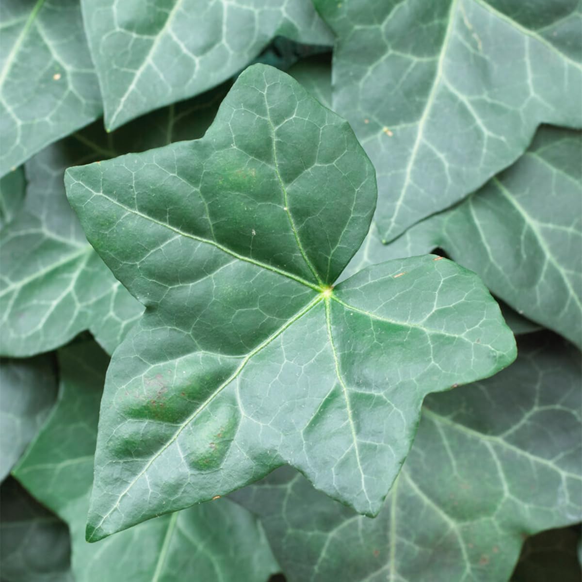 Bloomique - Lot de 2 - Hedera Hibernica - Lierre à grandes feuilles - Persistant - Plantes grimpantes - Plantes de jardin - Rustiques - Pot 15cm - 70-80cm de Haut