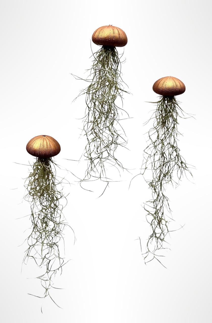 Plant in a Box kamerplant - Set van 3 Tillandsia Usneoides - hoogte 25 Plant in a Box kamerplant - Set van 3 Tillandsia Usneoides - hoogte 25
