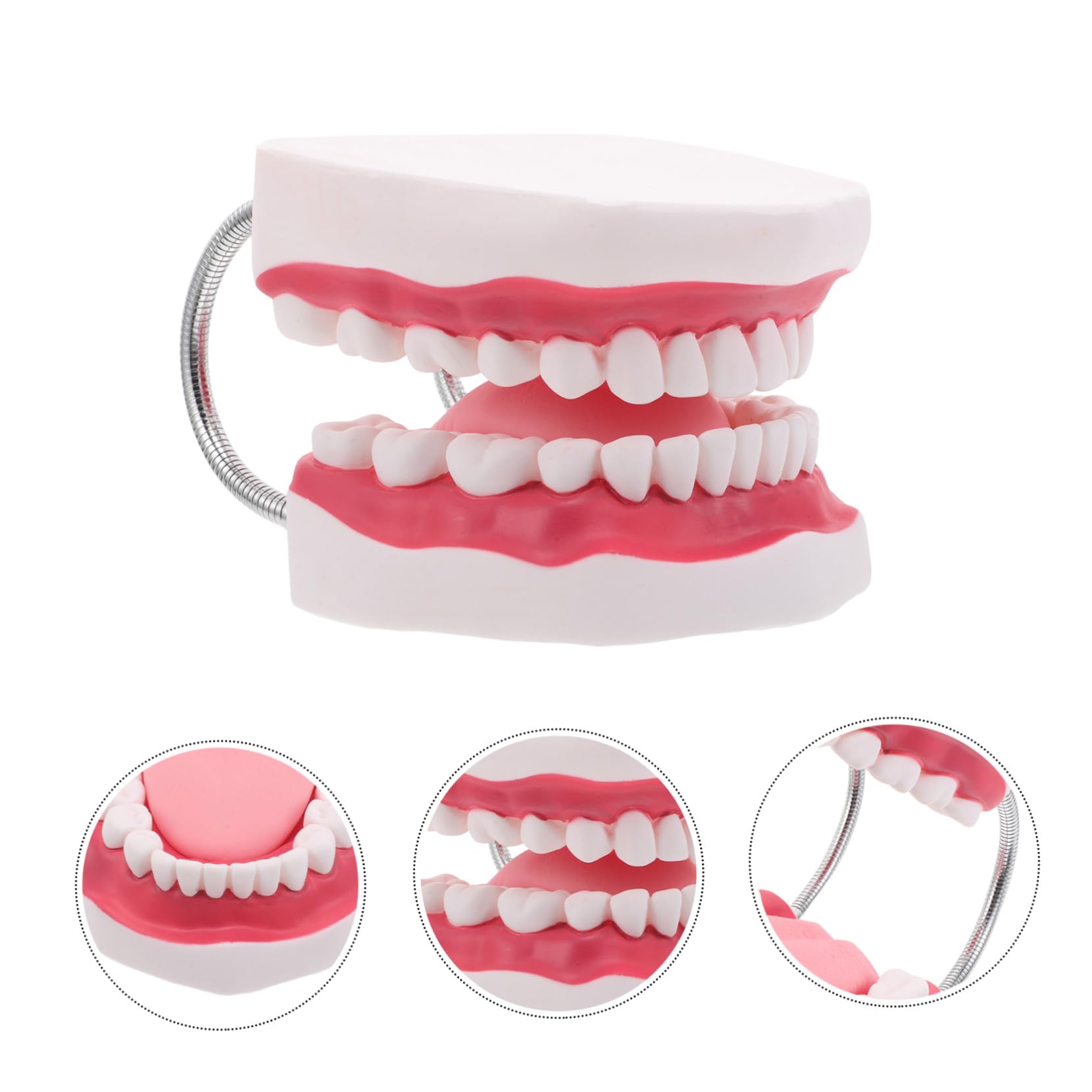 Modello Typodont Ingrandito Gengive e Lingua Realistico per Insegnamento e Ortodontica Portatile e Durevole per Formazione Odontoiatrica e Preparazione Esami