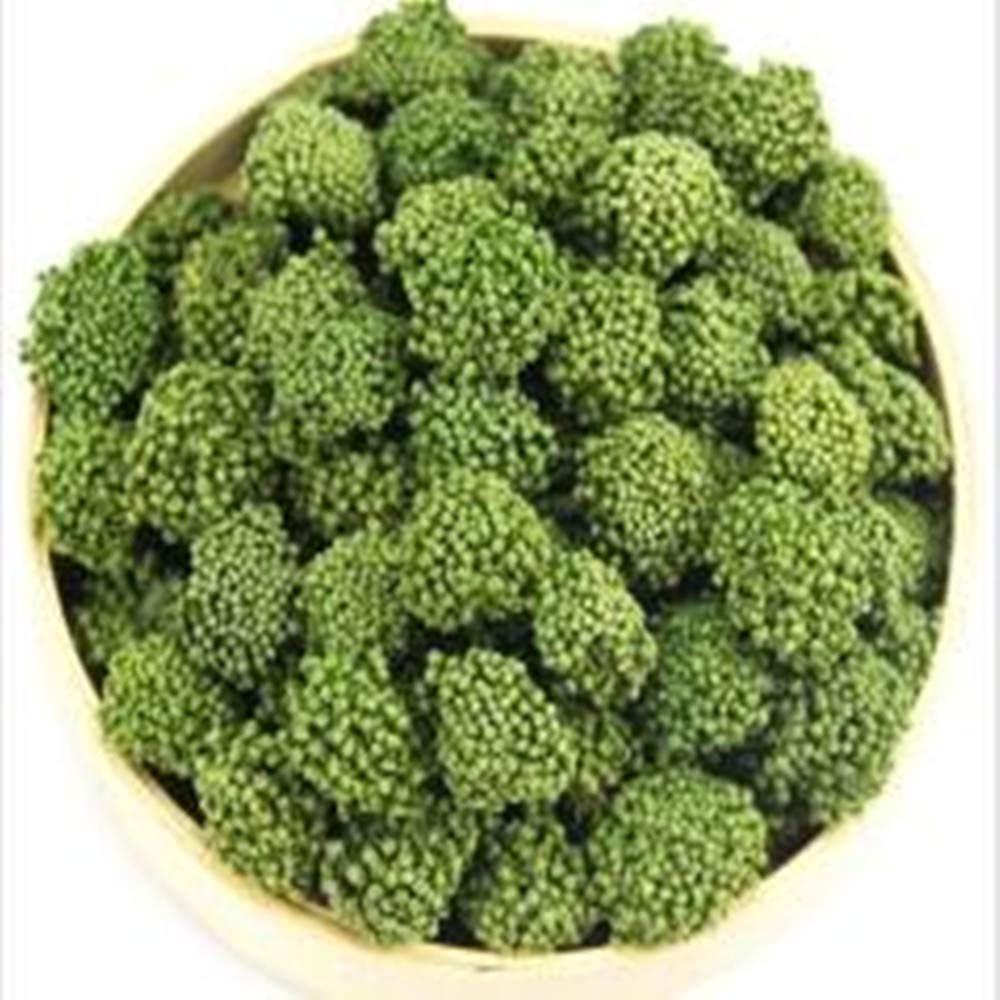 GLORIOUS INHERITING/BAIGUZHENZHEN Asian Origin Fragrant Dried Panax Tseng with Net Bag of 35.27 ounce / 1,000 grams