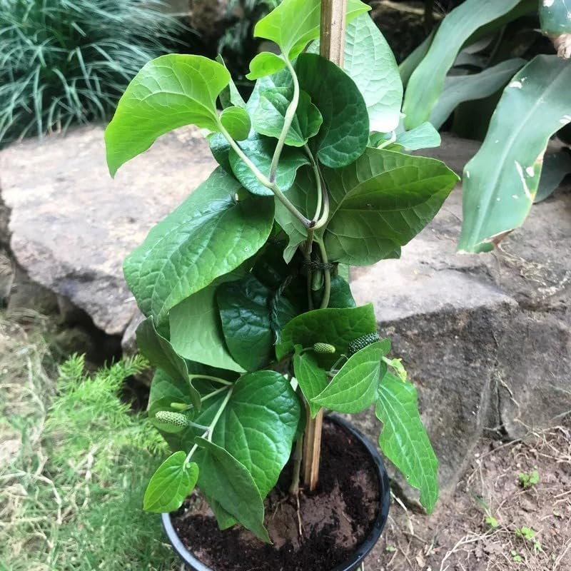 Image of Chui Jhal (Piper Chaba) Plant - Fresh & Vigorous Choi Jhal Pepper Tree inch,CF SG01