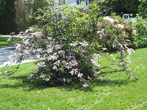 500 American Elderberry , Sambucus Canadensis