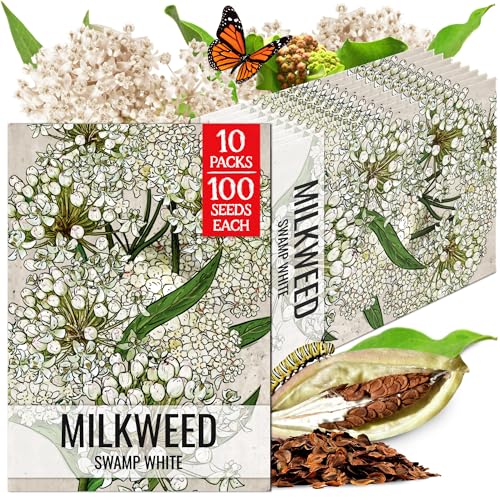 Image of Seed Needs White Swamp Milkweed Seeds for Monarch Butterflies 10 Pack