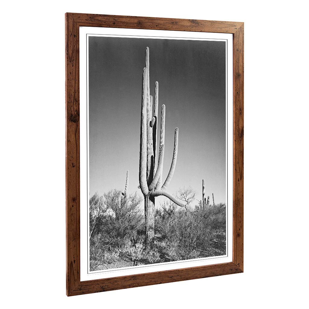 Big Box Art Framed Print of Ansel Adams Cactus in Arizona Design | Wall Art Picture | Home Decor for Kitchen, Living, Dining Room, Bedroom, Hallway, Office, Walnut, A2 / 24.5x18 Inch / 62x45cm