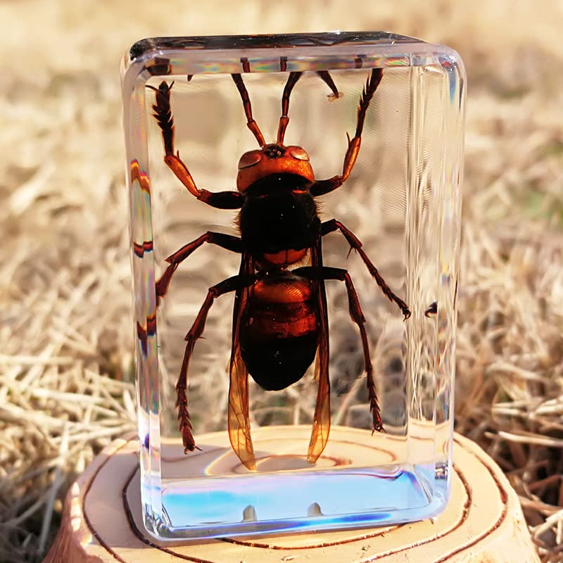 【コエポン】お取り置き品 昆虫標本 Amazon | VAABKL(みき) 12個 レジン製昆虫 標本 虫コレクション