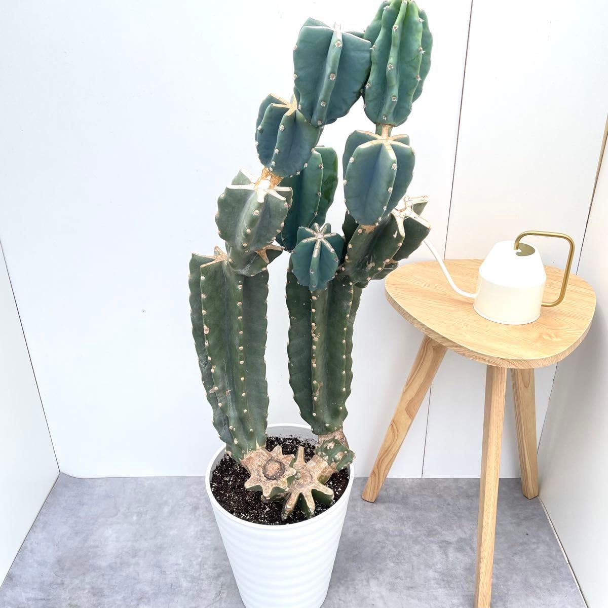 源右衛門⭐️古伊万里風唐草 角切型鉢 五個組 源右衛門 古伊万里風唐草 角切型鉢 五個組 源右衛門 古伊万里風唐草