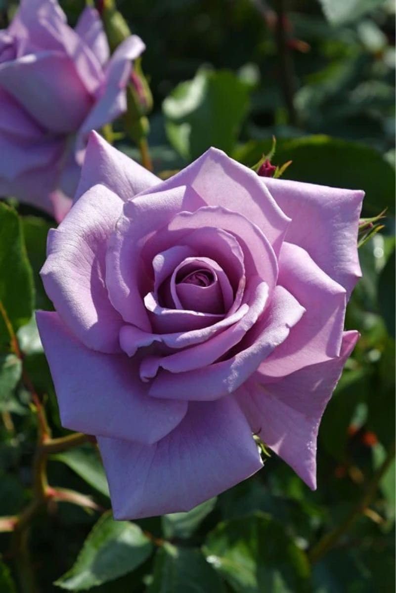 Amazon.co.jp: 薔薇 バラ苗 切花品種 大輪 四季咲き 1点 中苗 : DIY