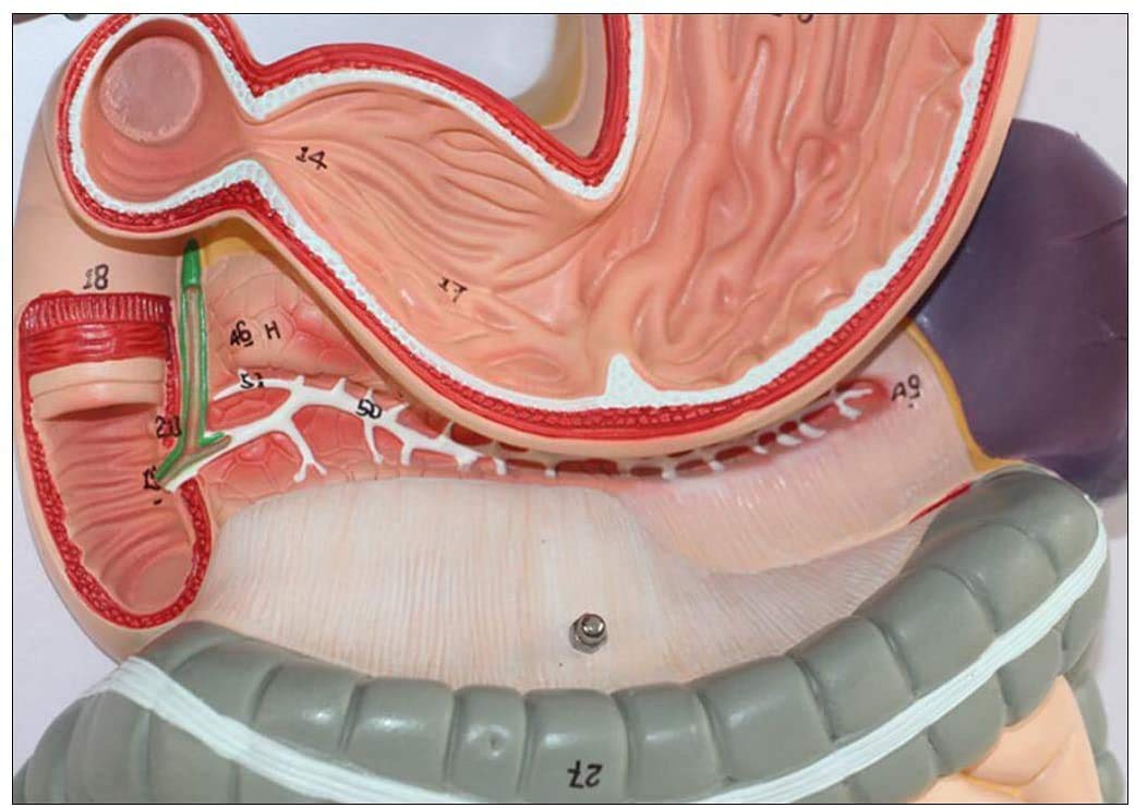 Materiales digestivo Humano Modelo anatómico para Herramienta educativa médica para el Kit de Laboratorio de enseñanza, Modelos y Equipos médicos