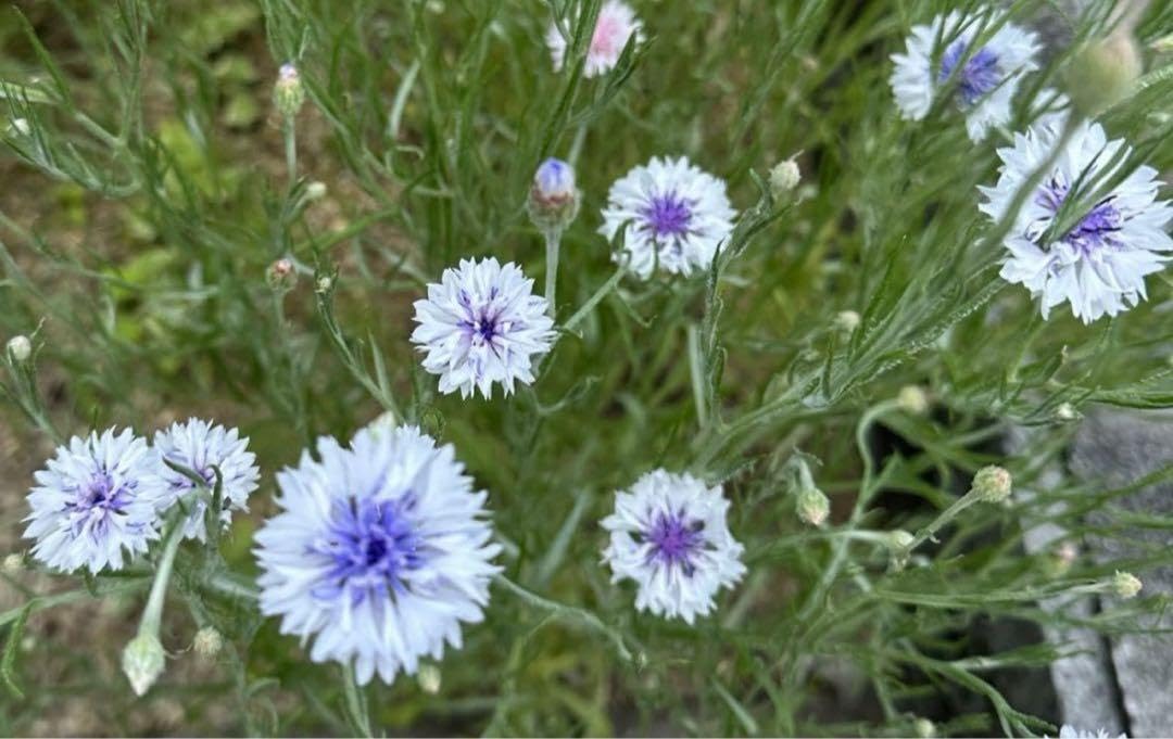 Amazon.co.jp: 矢車草 花の種ミックス100粒 種子 無農薬 矢車菊 自家