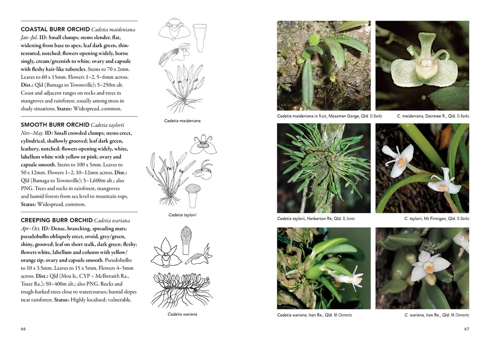 'Field Guide to Australian Orchids - Epiphytes: including the island territories