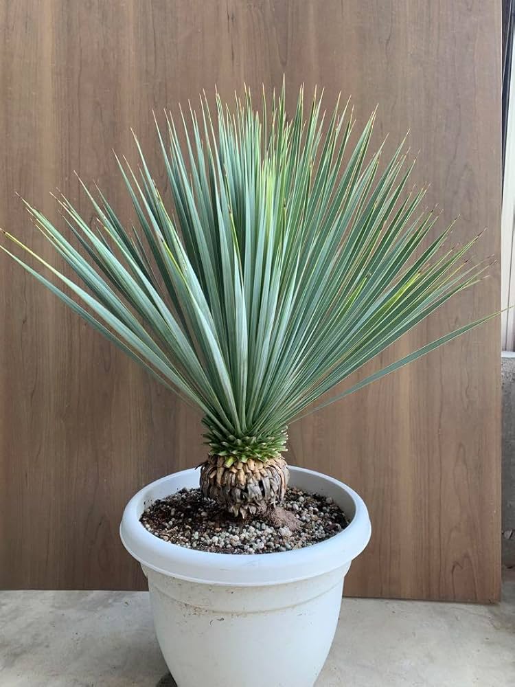 ユッカロストラータ実生 鉢ごと🌴 ユッカロストラータ実生 鉢ごと🌴