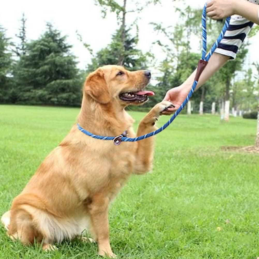 Steps To Effectively Train Your Puppy To Walk On A Leash PetHelpful