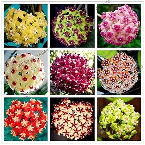Portal Cool 16: Semillas 105pcs 24 del color Hoya carnosa raros de la flor plantas perennes Bonsai
