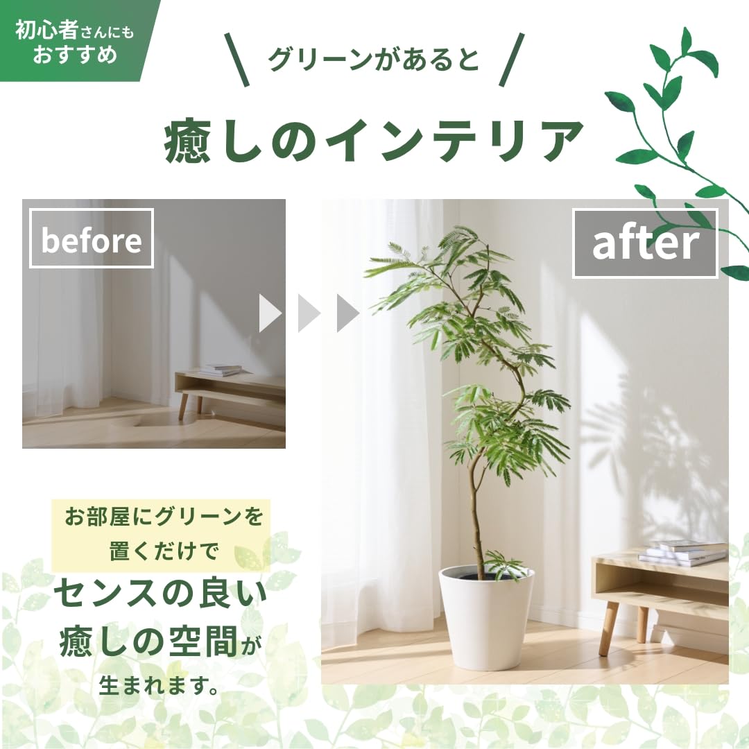 whenua エバーフレッシュ 観葉植物 本物 S字樹形 インテリア おしゃれ 大型 ネムノキ カーブ樹形 開店祝い 新築祝い (7号) - 3