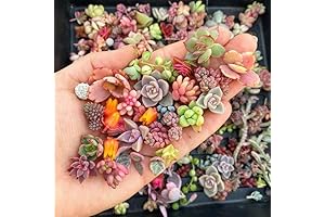 Vibrant Vistas with 200pcs Assorted Succulent Seeds for Bonsai & Ornamental Gardens