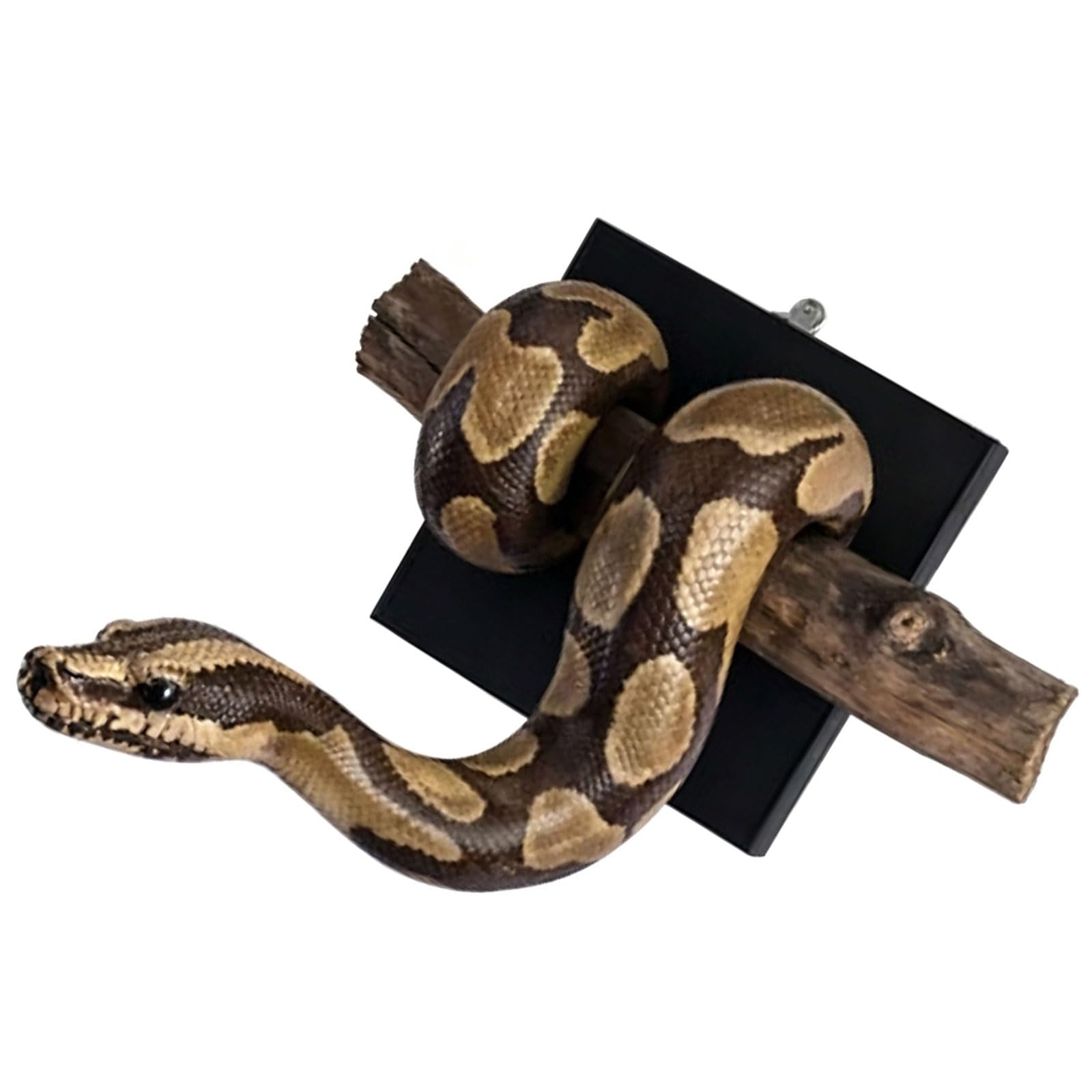 Limtula Ball Snake Sculpture Wall Decoration Hand Painted Resin Animal Statue for Living Room Bedroom and Housewarming Gift Permanent Rosin Decoration