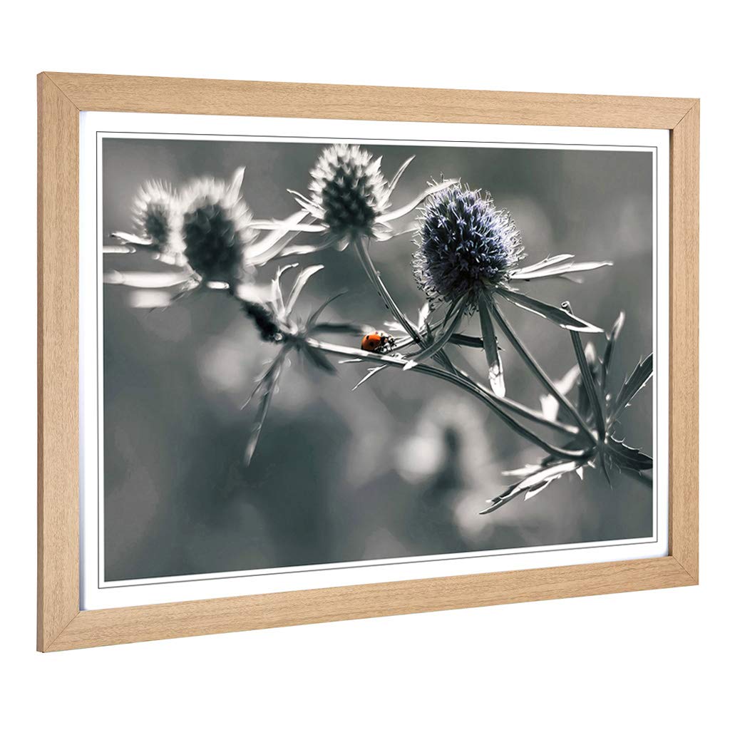 Big Box Art Framed Print of Ladybird Thistle Flower Design | Wall Art Picture | Home Decor for Kitchen, Living, Dining Room, Bedroom, Hallway, Office, Oak, A2 / 24.5x18 Inch / 62x45cm