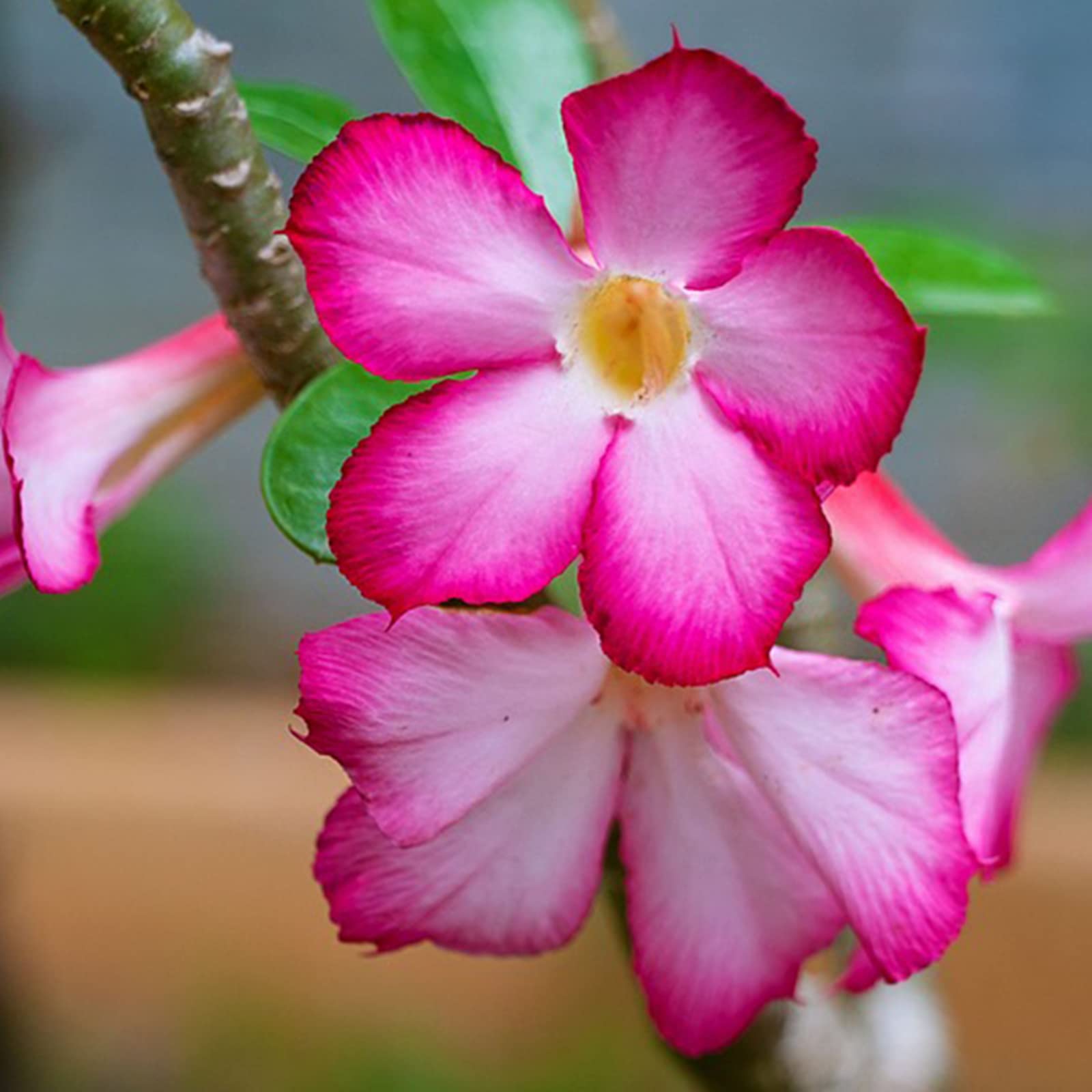 Desert Rose Plant Live, Plants/Rhizome/Ornamental/Resistant/Bedding/Desert Rose Bulbs, Desert Rose Strong Plan, Desert Rose Easy to Plant, Suitable, Gorgeous, Desert Rose Plant Bulbs,-2Bulbs-A