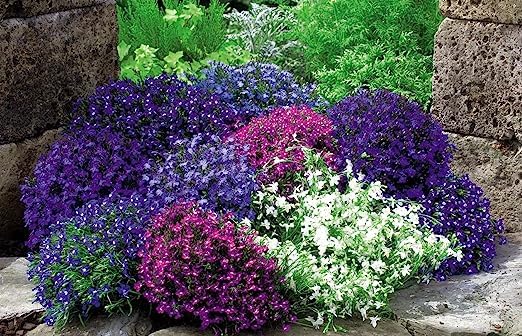 All Seasons Lobelia Mix Flower Seeds For Home Garden - 35 Seeds Trial Pack- Grow In All Seasons