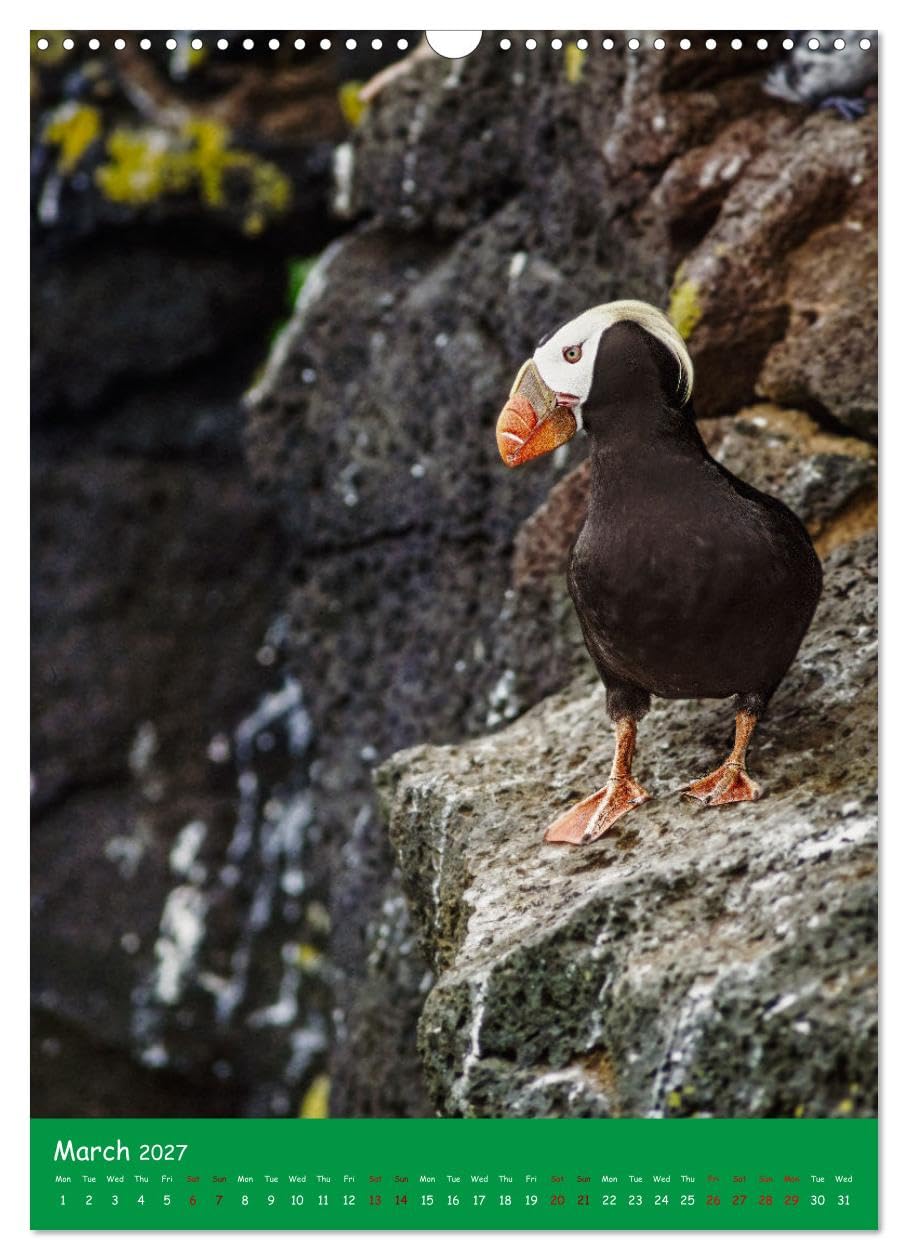 Our wild nature, American birds (Wall Calendar 2027 DIN A3 portrait), CALVENDO 12 Month Wall Calendar: Birds of the Americas