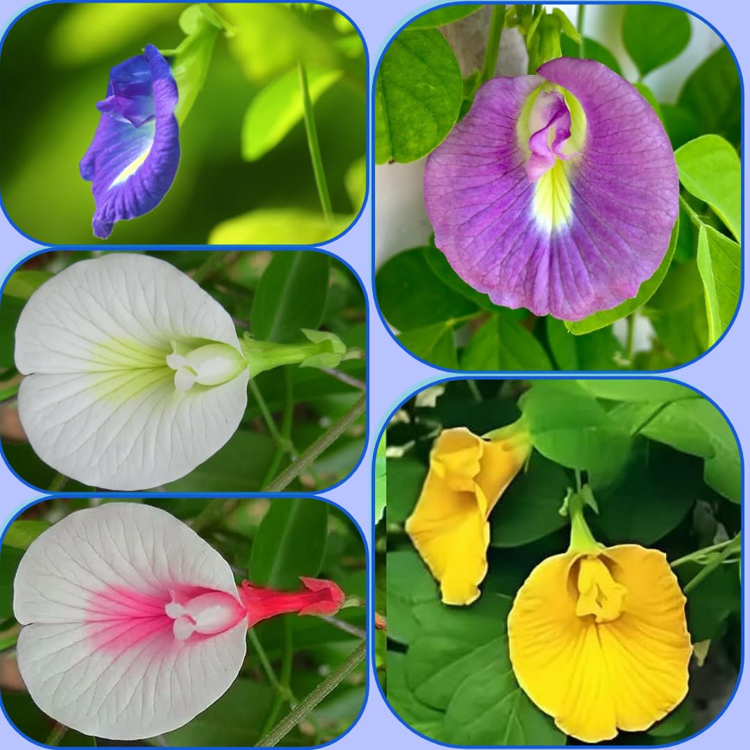 NatureHills Aparajita Seeds Mixed Color Pack Blue Pink White Double & Single Petals Aprajita Shankhpushpi Hybrid Butterfly Pea Seeds Medicinal Flower Seeds For Home Gardening, (Pack Of 40) (B0CXQXKG4N) Amazon Price History, Amazon Price Tracker