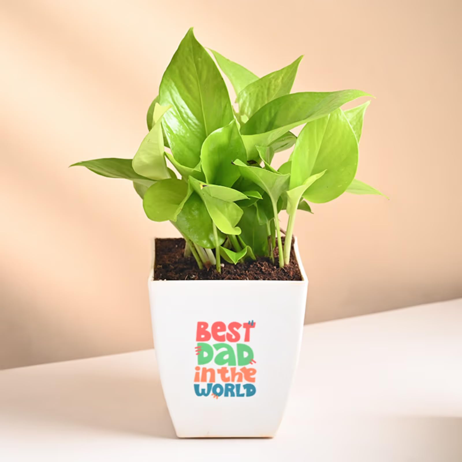 FlowerAura Air Purify Lucky Money Live Indoor Plant In Plastic Pot With Sticker For Office/Home Decor, Gift For Dad, Gift For Papa, Gift For Father-In-Law, Fathers Day Gift (Same Day Delivery) (B0D6327XTJ) Amazon Price History, Amazon Price Tracker