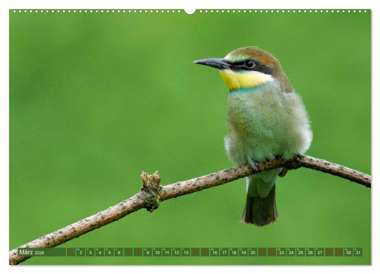 Geliebtes Federvieh (Wandkalender 2026 DIN A2 quer), CALVENDO Monatskalender: Eine Sammlung von Vogel-Fotografien, unterschiedlicher Arten und Familien. (CALVENDO Tiere)