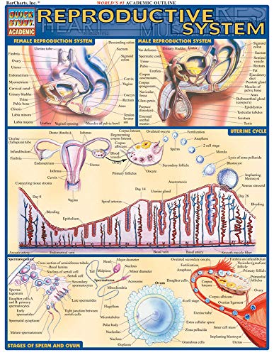 Reproductive System (Quick Study Academic)