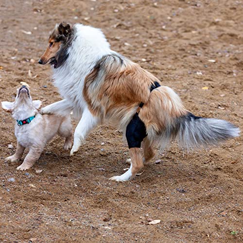 Image of Knee Brace for Dogs with ACL (M Right)