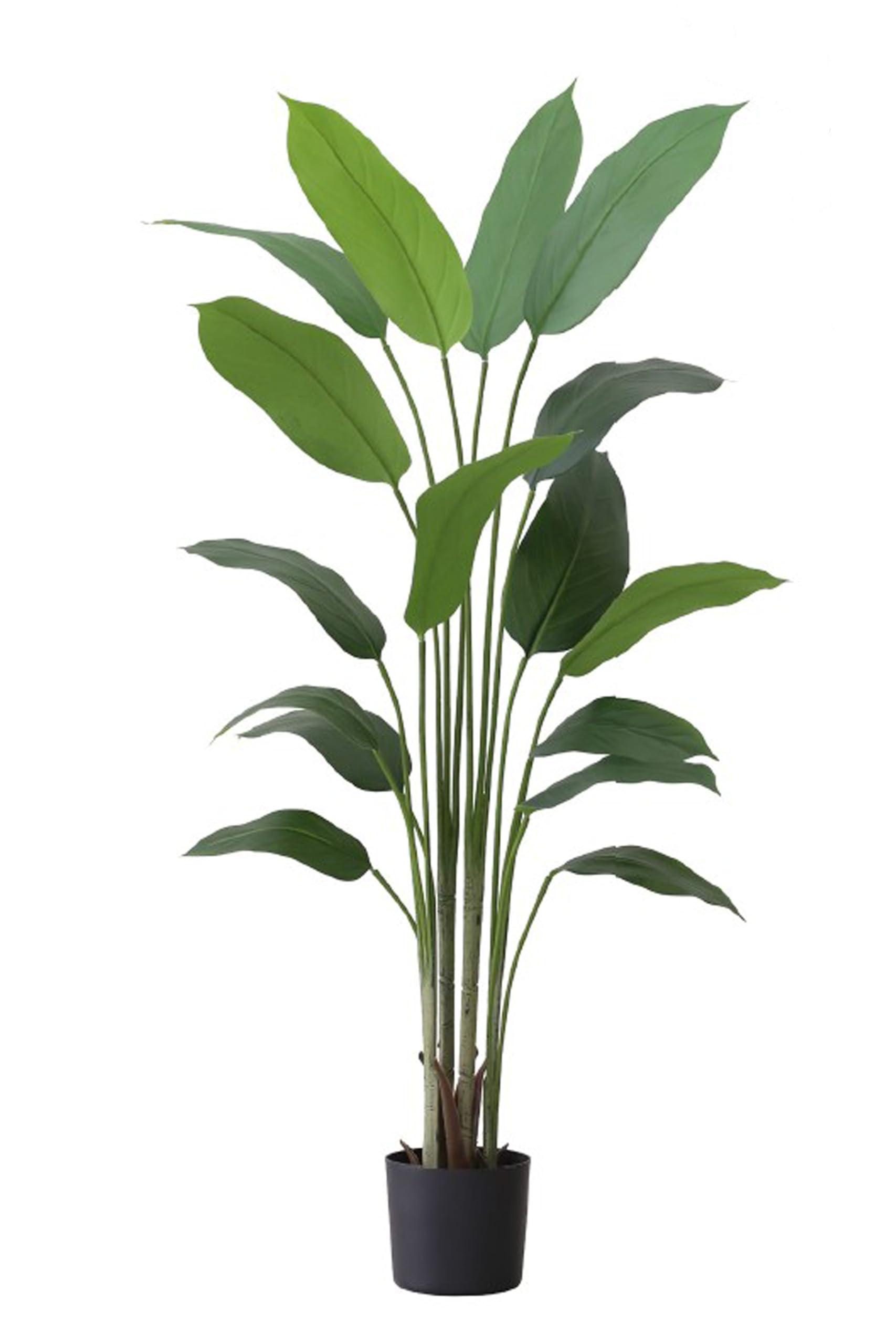 ストレチア フェイクグリーン 160cm フェイクグリーン ストレチア 160cm （Strelitzia）