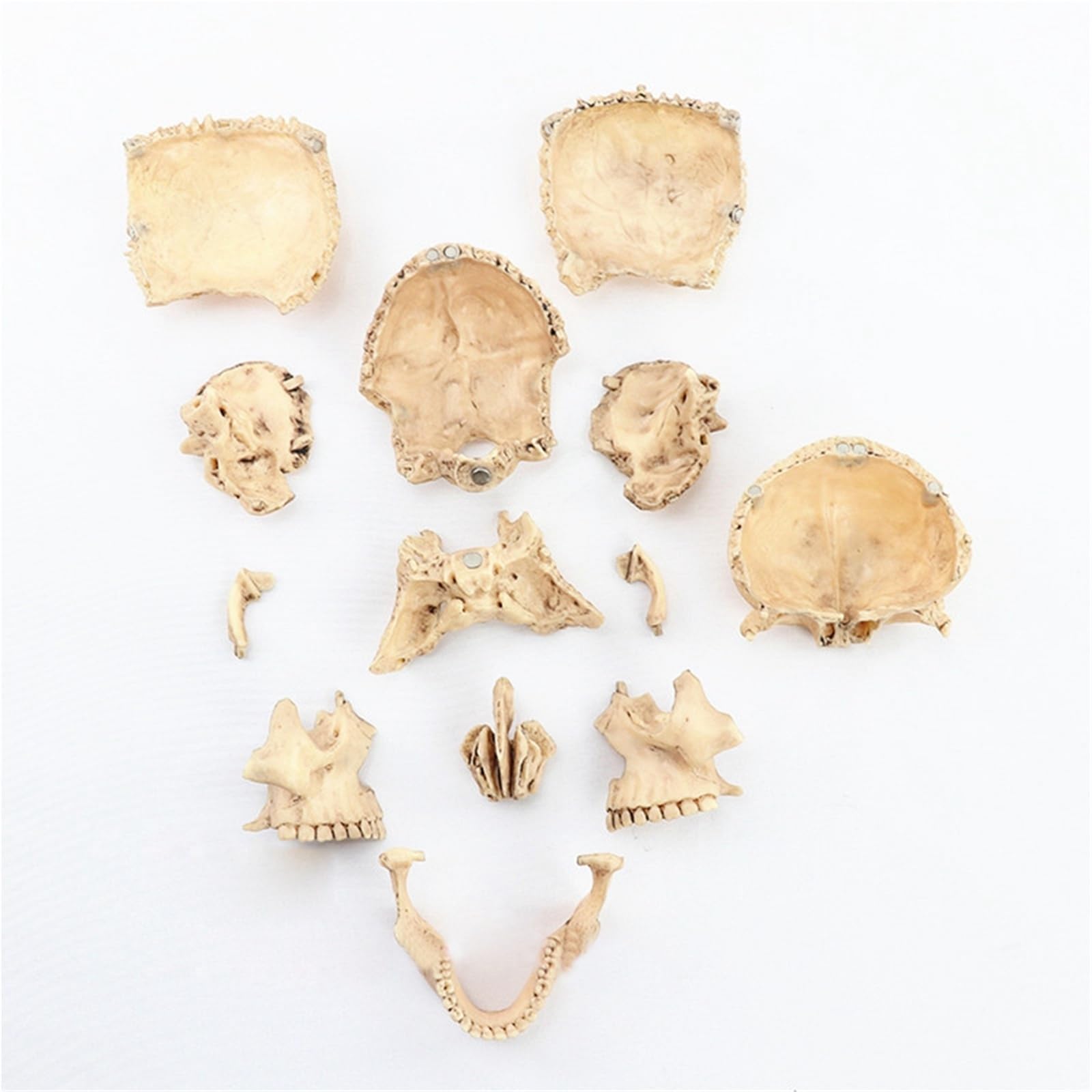 Modelo anatómico de calavera desmontado 1:2, modelo de enseñanza de esqueleto de anatomía desmontable de 15 partes